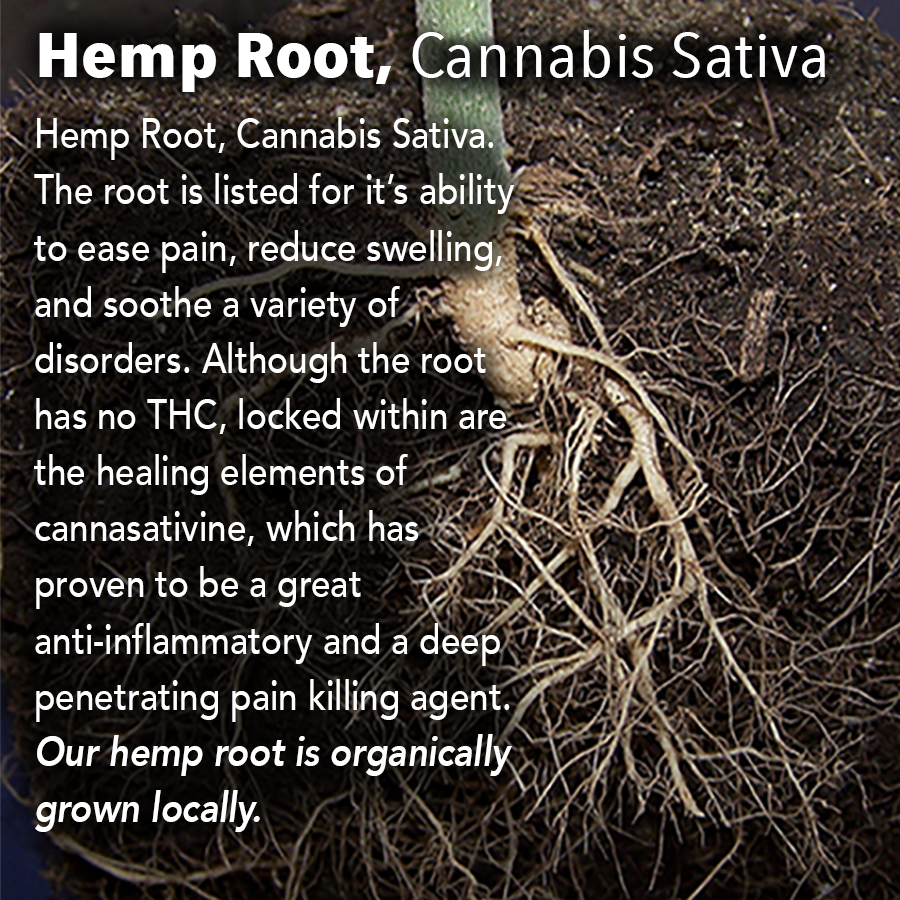 Hemp Root, Cannabis Sativa