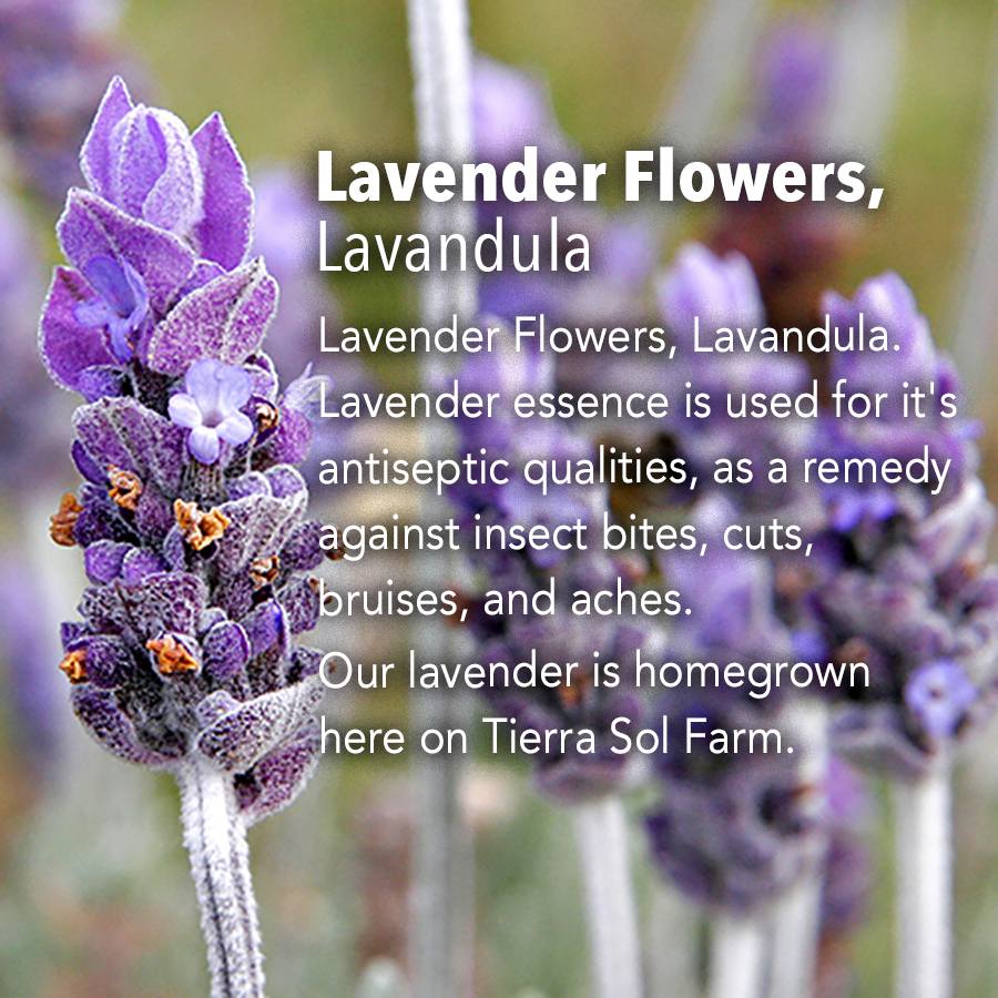 Lavender Flowers, Lavandula
