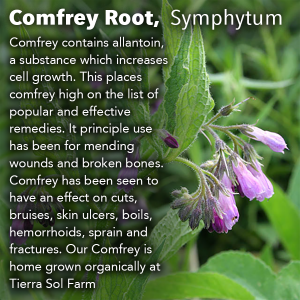 Comfrey Root, Symphytum