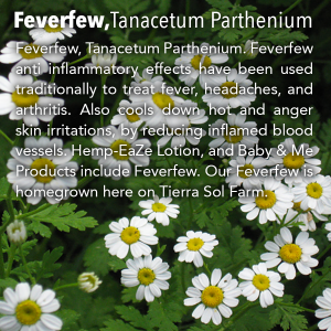Feverfew, Tanacetum Parthenium