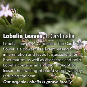 Lobelia Leaves, L. Cardinalia