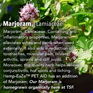 Marjoram, Lamiaceae
