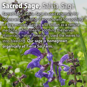 Sacred Sage, Salvia