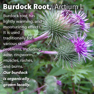 Burdock Root, Arctium L.