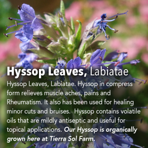 Hyssop Leaves, Labiatae